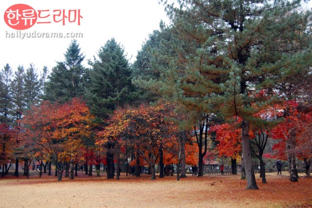 Korean autumn at Nami