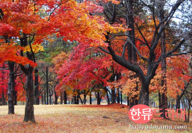 Korean autumn at Nami Island