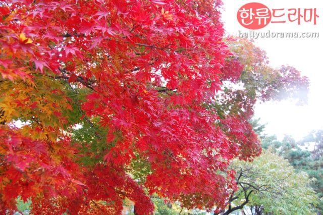 The Autumn Colors of Korea: Korean Autum at Nami Island